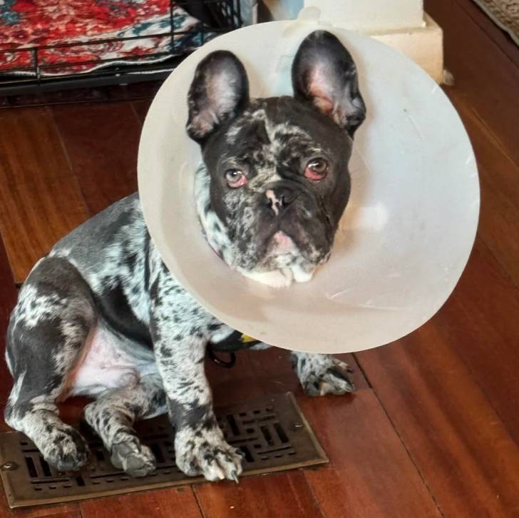 Un American french Bulldog assis sur un parquet et portant un carcan