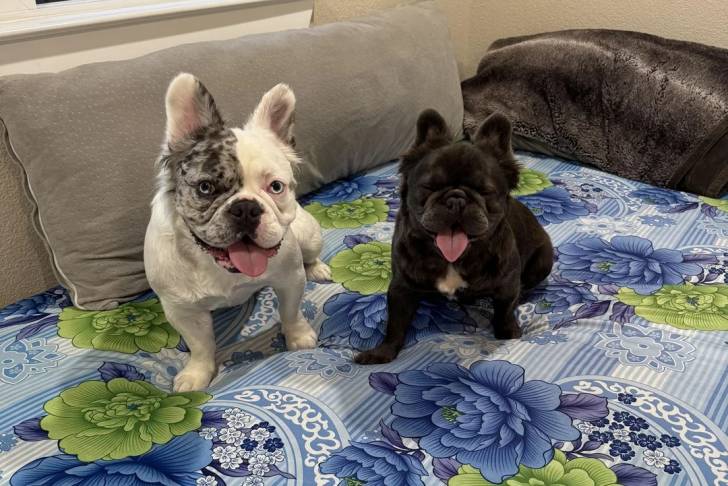 Deux American french Bulldog sur un lit et tirant la langue