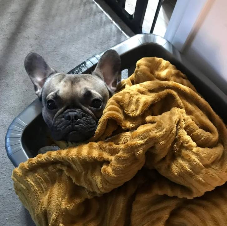 Un American french Bulldog allongé dans un panier et recouvert d'une couverture  
