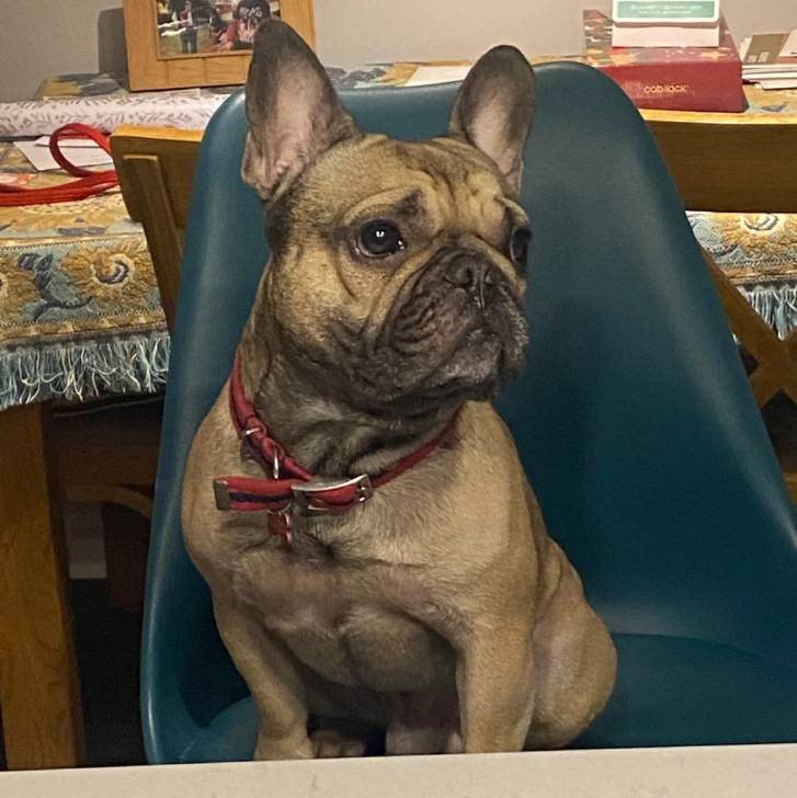 Un American french Bulldog assis sur une chaise et portant un collier autour du cou