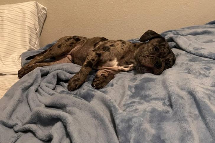 Un American french Bulldog allongé sur un lit