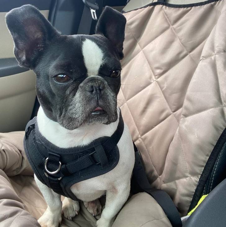 Un American french Bulldog assis sur le siège d'un véhicule et portant un harnais