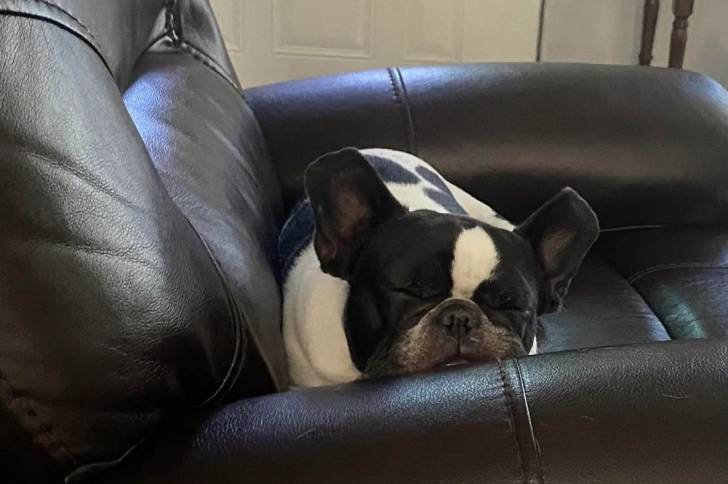 Un American french Bulldog allongé sur un canapé