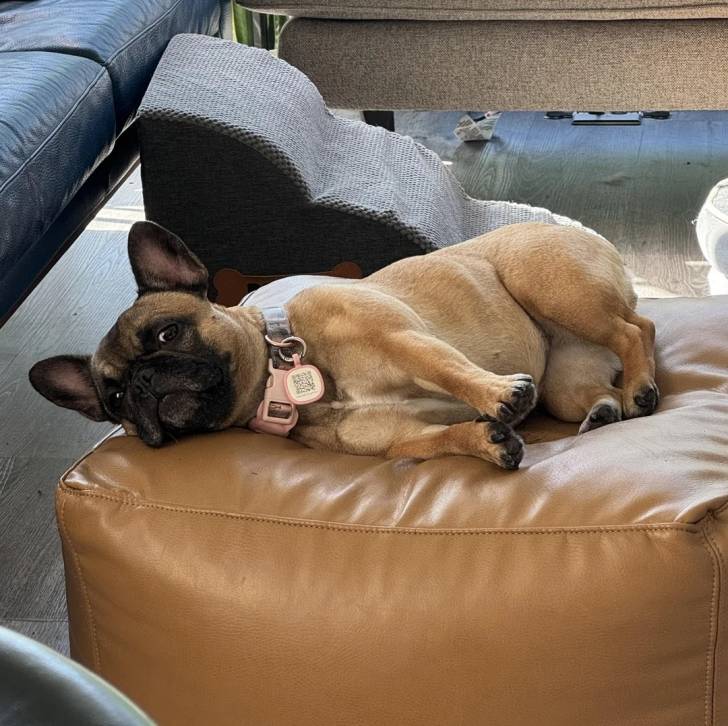 Un American french Bulldog allongé sur un fauteuil et portant un collier autour du cou