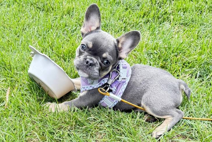 Un American french Bulldog allongé sur un terrain herbeux et tenu en laisse