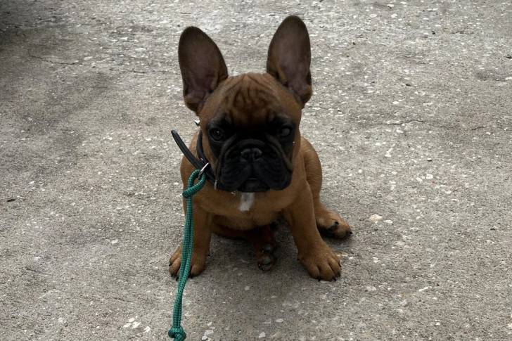 Un American french Bulldog assis et tenu en laisse