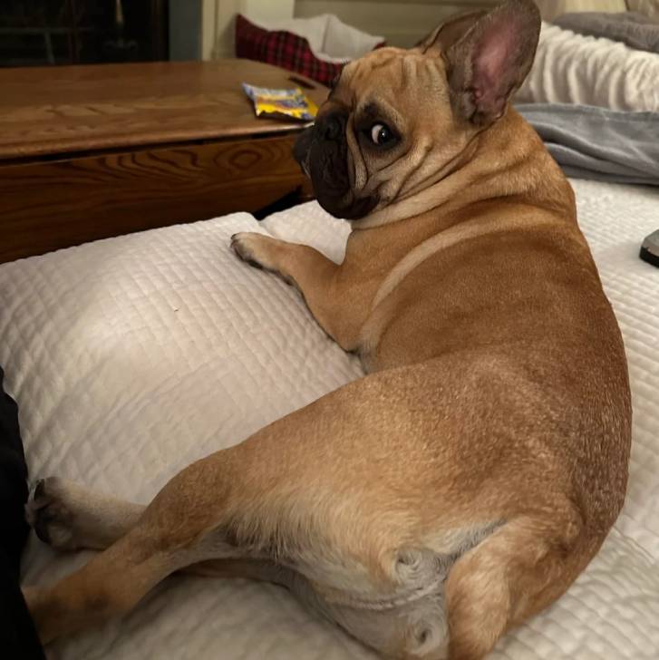 Un American french Bulldog allongé sur un lit