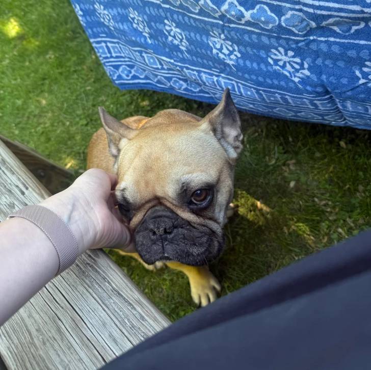 Un American french Bulldog sur un terrain herbeux et se faisant caresser les poils 