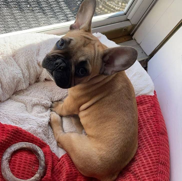 Un American french Bulldog allongé sur un panier 
