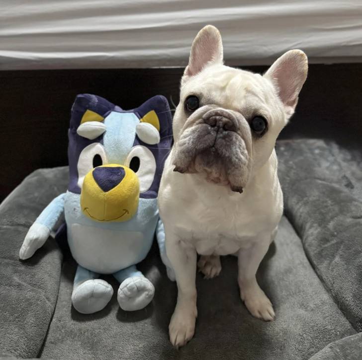 Un American french Bulldog assis sur un panier et regardant vers la caméra