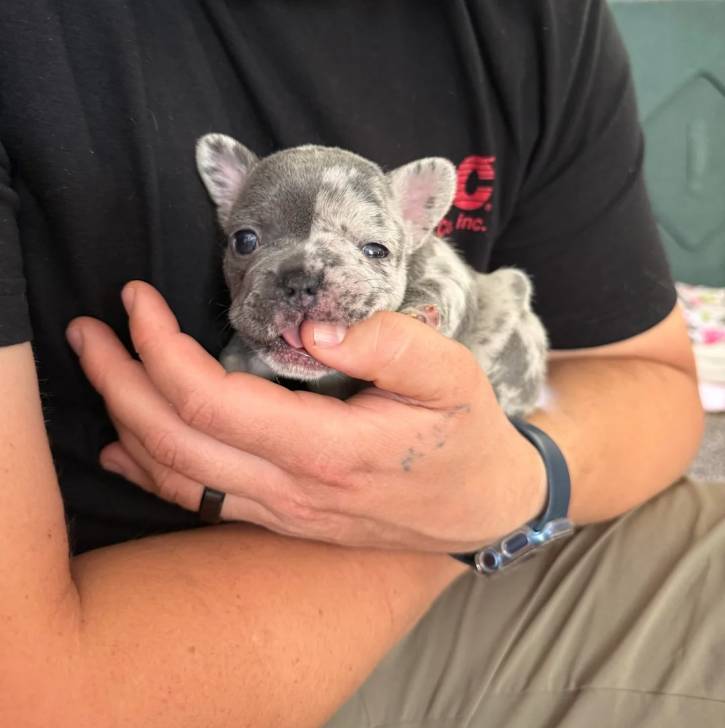 Un  chiot American french Bulldog allongé dans les mains d'une personne
