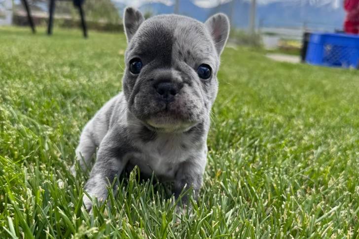 Un American french Bulldog assis sur un terrain herbeux