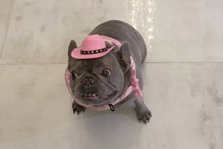 Un American french Bulldog assis sur un sol carrelé et portant un chapeau sur la tête