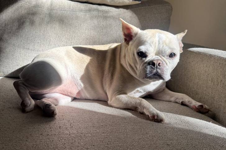 Un American french Bulldog allongé sur un canapé
