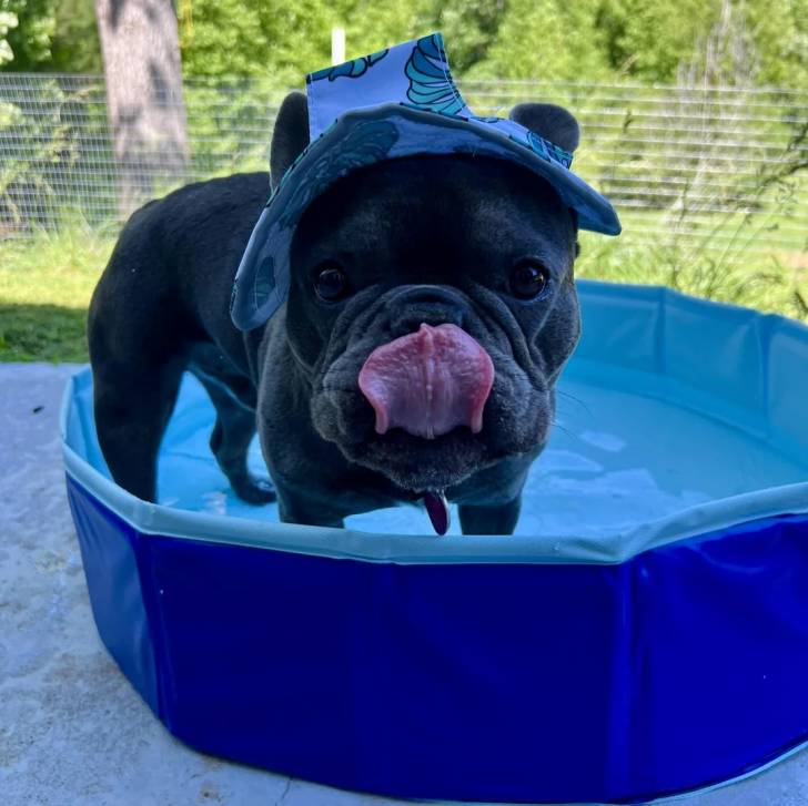 Un American french Bulldog dans une piscine gonflable