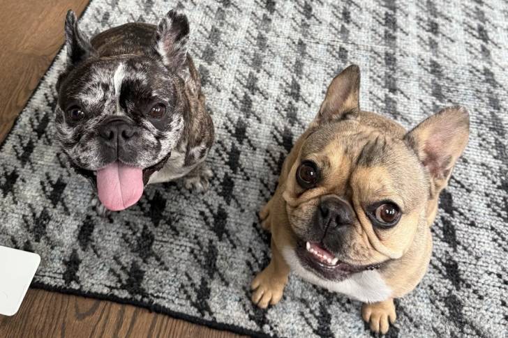 Deux American french Bulldog assis sur un tapis