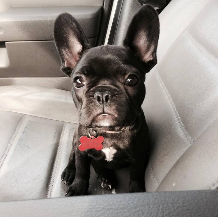 Un American french Bulldog assis surle siège d'un véhicule