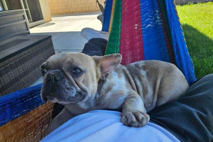 Un American french Bulldog allongé sur un hamac