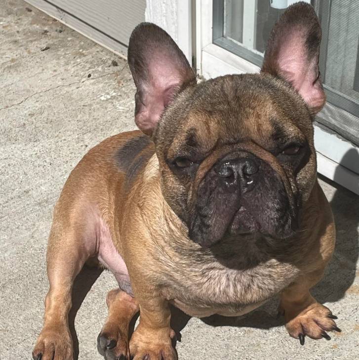 Un American french Bulldog assis devant une porte