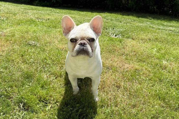 Un American french Bulldog assis sur un tapis 