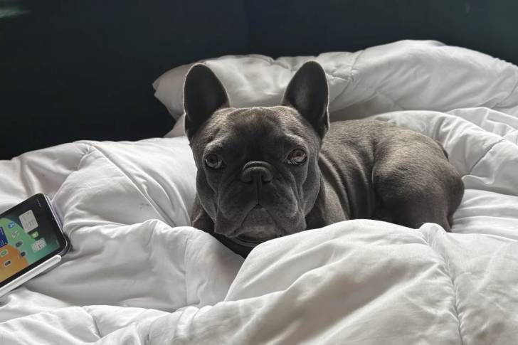Un American french Bulldog allongé sur un lit