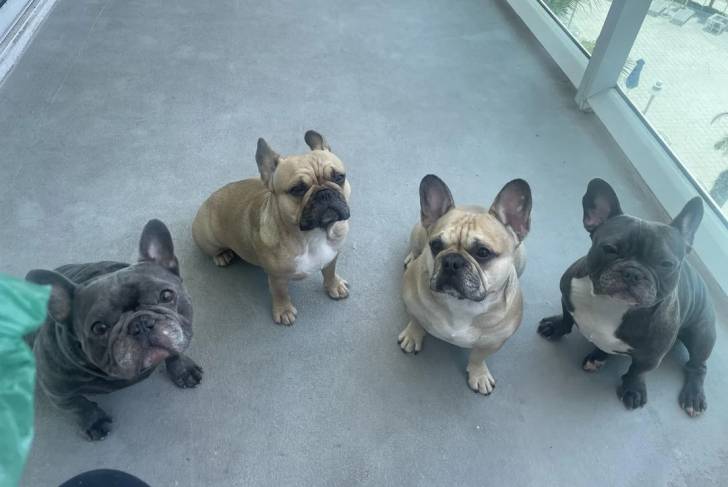 Quatre American french Bulldog assis et regardant vers la caméra