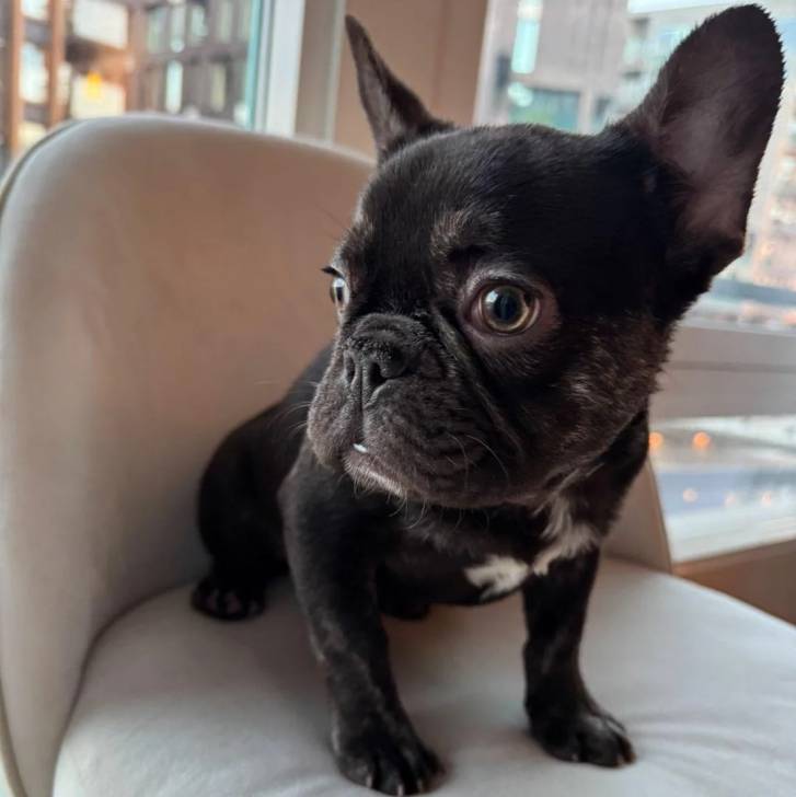 Un American french Bulldog assis sur un fauteuil