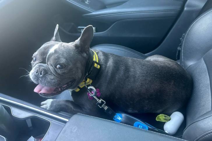 Un American french Bulldog allongé sur le siège d'un véhicule