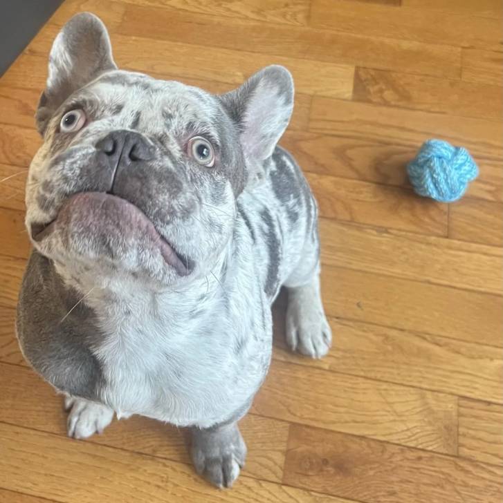 Un American french Bulldog assis sur un parquet et regardant vers la caméra