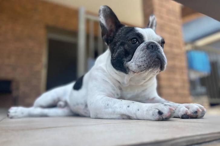 Un American french Bulldog allongé