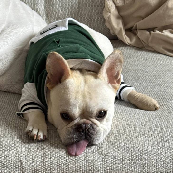 Un American french Bulldog allongé sur un canapé et portant un pull-over pour chien