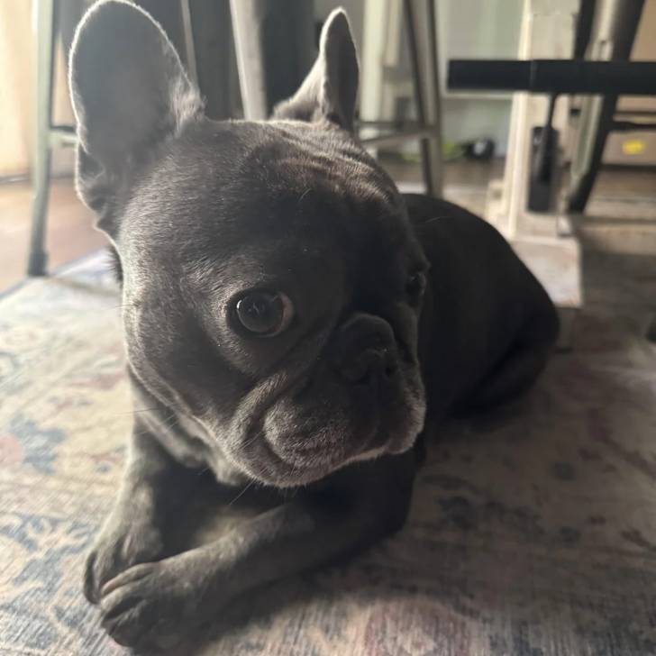 Un American french Bulldog allongé sur un tapis