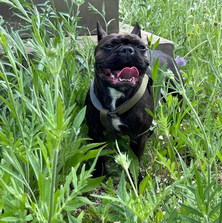 Un American french Bulldog allongé sur un terrain herbeux et portant un collier autour du cou