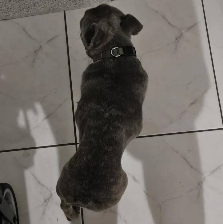 Un American french Bulldog marchant sur un sol carrelé et portant un collier autour du cou