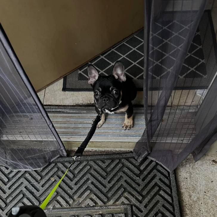 Un American french Bulldog assis et tenu en laisse