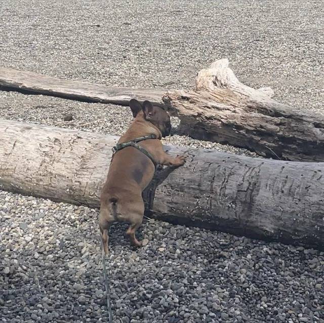 Un American french Bulldog se tenant sur un tronc d'arbre et portant un harnais