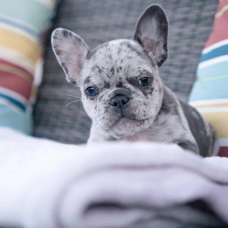 Un American french Bulldog allongé et regardant vers la caméra