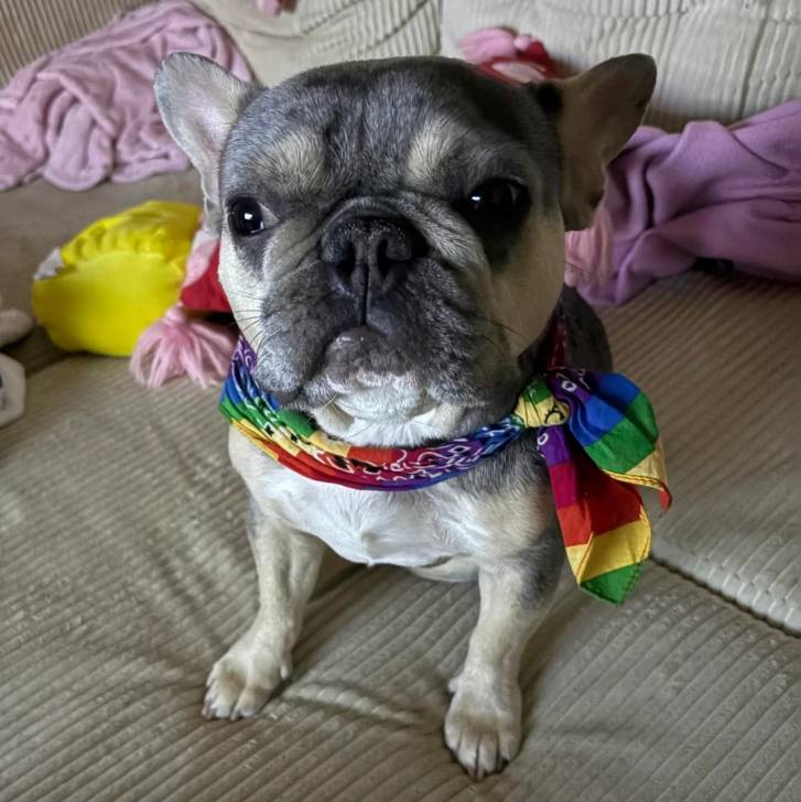 Un American french Bulldog assis et portant un foulard autour du cou