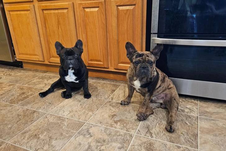 Deux American french Bulldog assis sur un sol carrelé