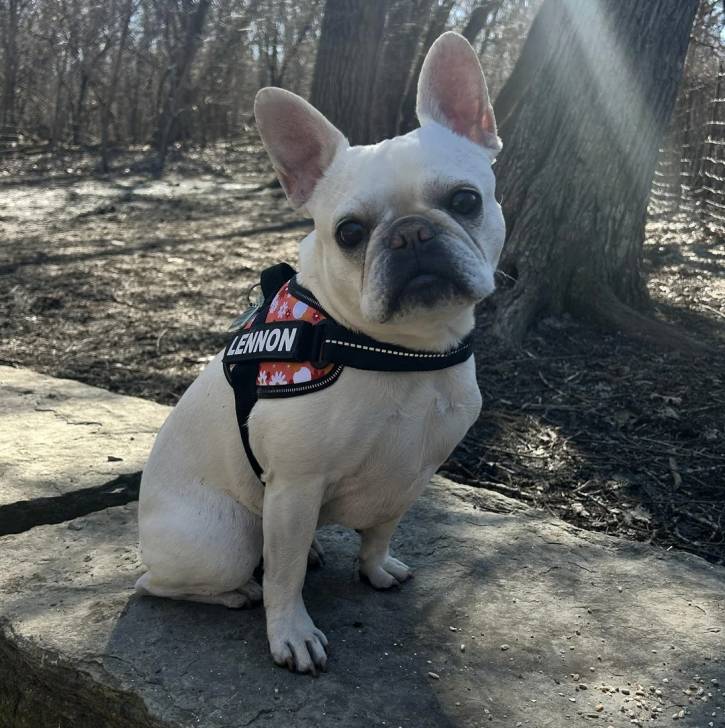 Un American french Bulldog assis et portant un harnais