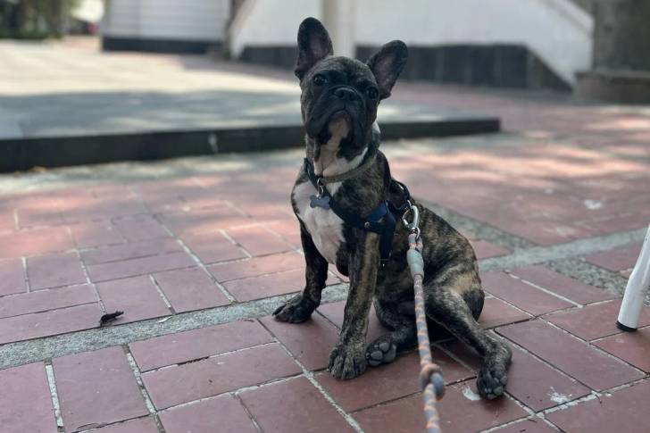 Un American french Bulldog assis et tenu en laisse