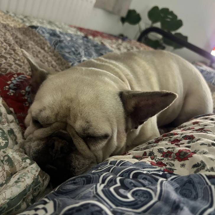 Un American french Bulldog allongé sur un lit