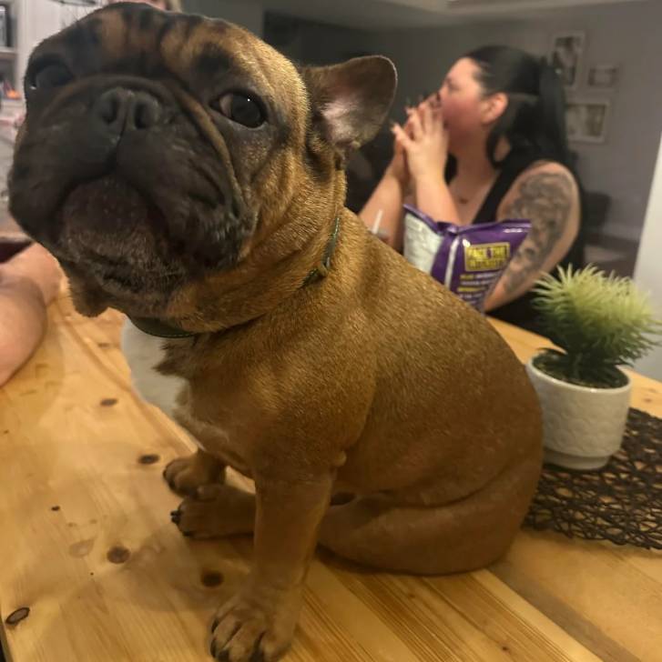 Un American french Bulldog assis sur une table et regardant vers la caméra