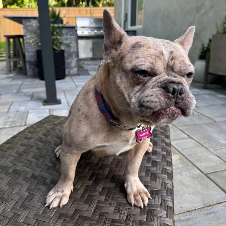 Un American french Bulldog assis sur une chaise