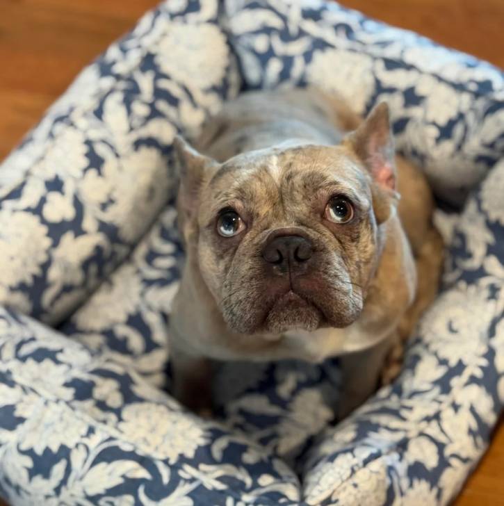 Un American french Bulldog allongé sur un panier