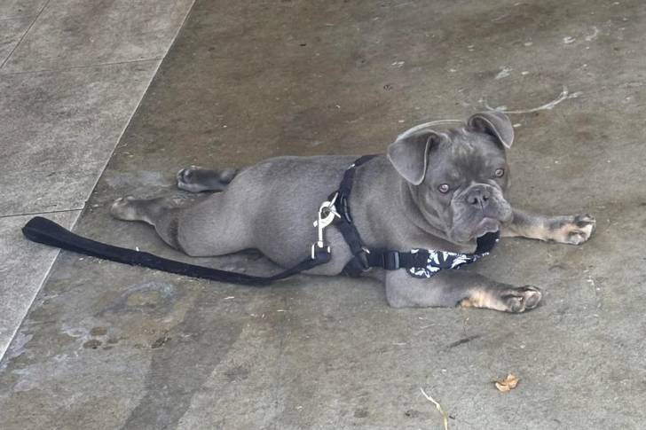 Un American french Bulldog allongé et portant un harnais