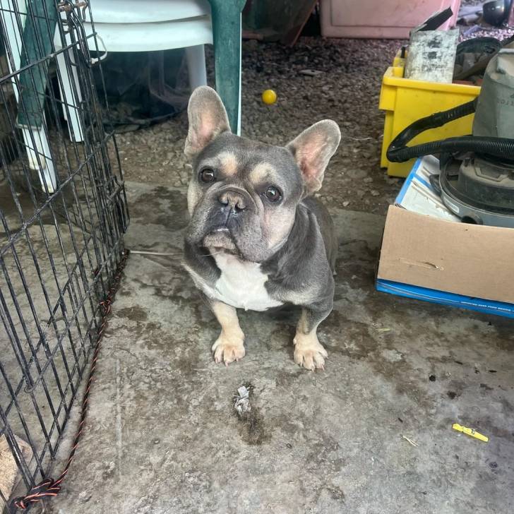 Un American french Bulldog assis sur un tapis et regardant vers la caméra