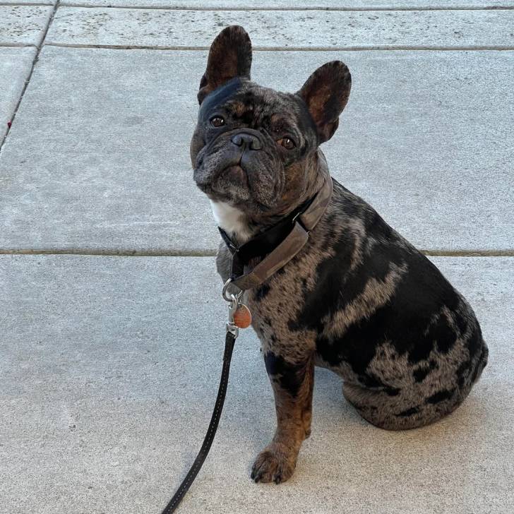 Un American french Bulldog assis et tenu en laisse