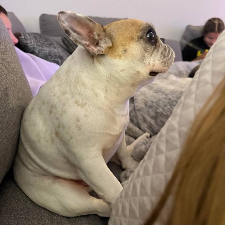 Un American french Bulldog assis sur un canapé