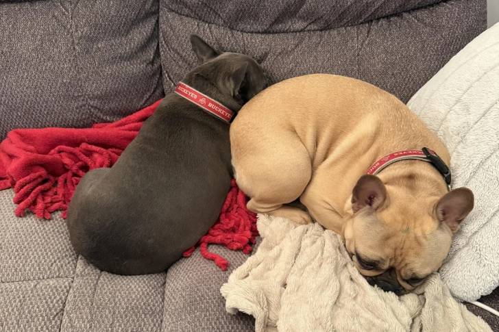 Deux American french Bulldog allongé sur un canapé